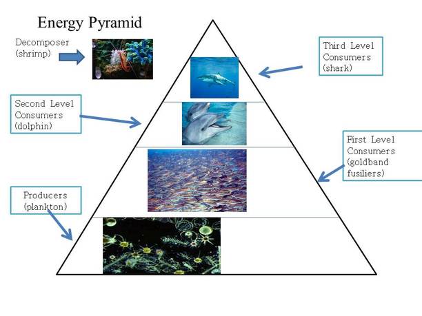 Ocean Energy Pyramid Marine Life - vrogue.co